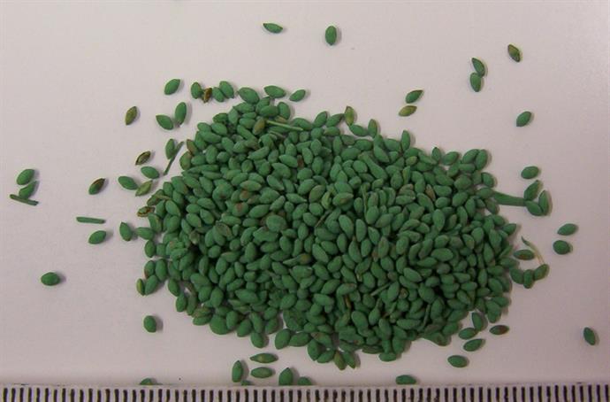 Coated Setaria Seeds